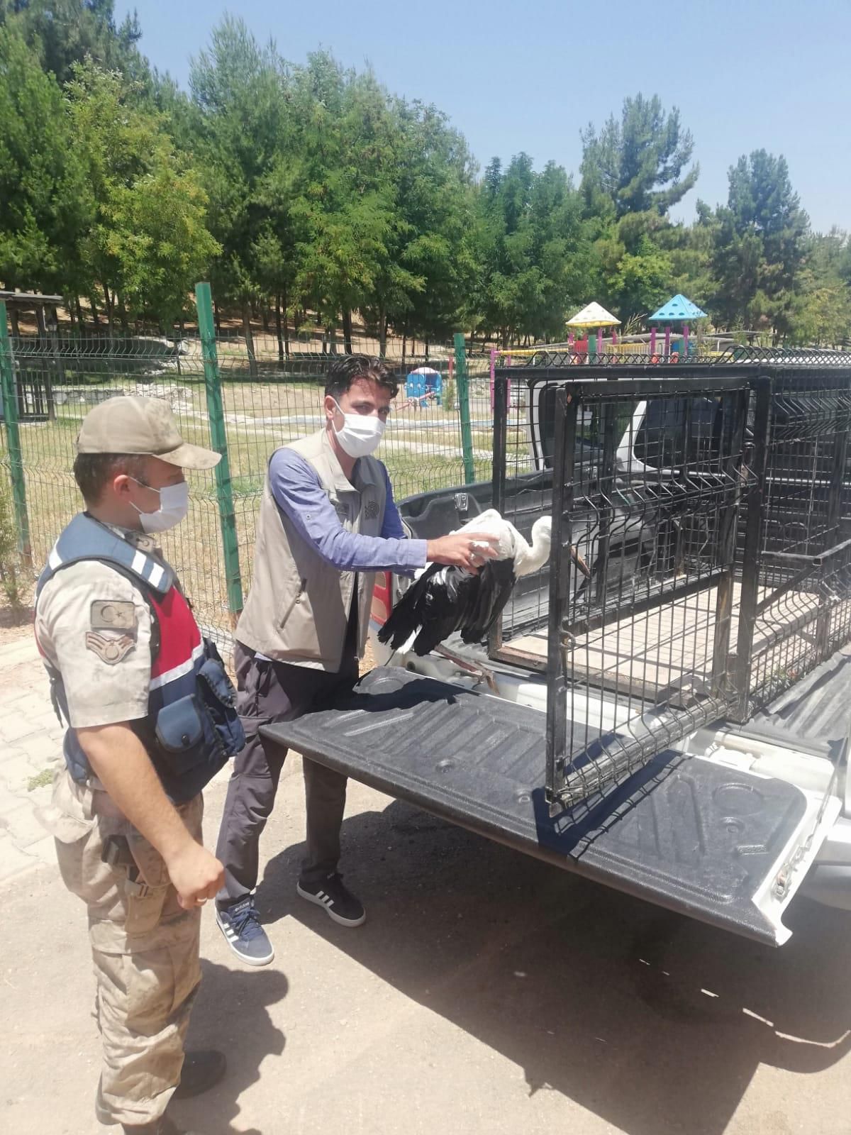 Adıyaman\'da yaralı bulunan leylek tedavi altına alındı