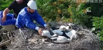 Artık halkaları var...Yaren leylek ve yavruları uydudan takip edilecek