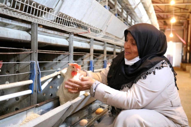 Bakan Pakdemirli'den tavukları telef olan kadın girişimciye mutlu haber