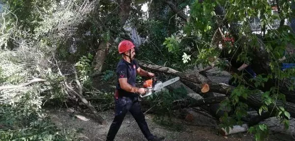Parkta panik! 20 yıllık ağaç bir anda devrildi, vatandaşlar korkuyla kaçıştı