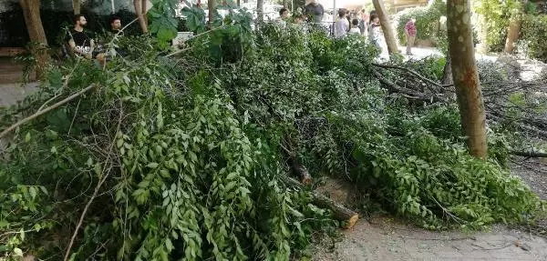 Parkta panik! 20 yıllık ağaç bir anda devrildi, vatandaşlar korkuyla kaçıştı