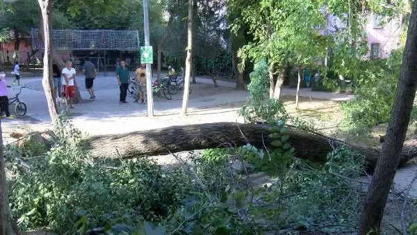 Parkta panik! 20 yıllık ağaç bir anda devrildi, vatandaşlar korkuyla kaçıştı