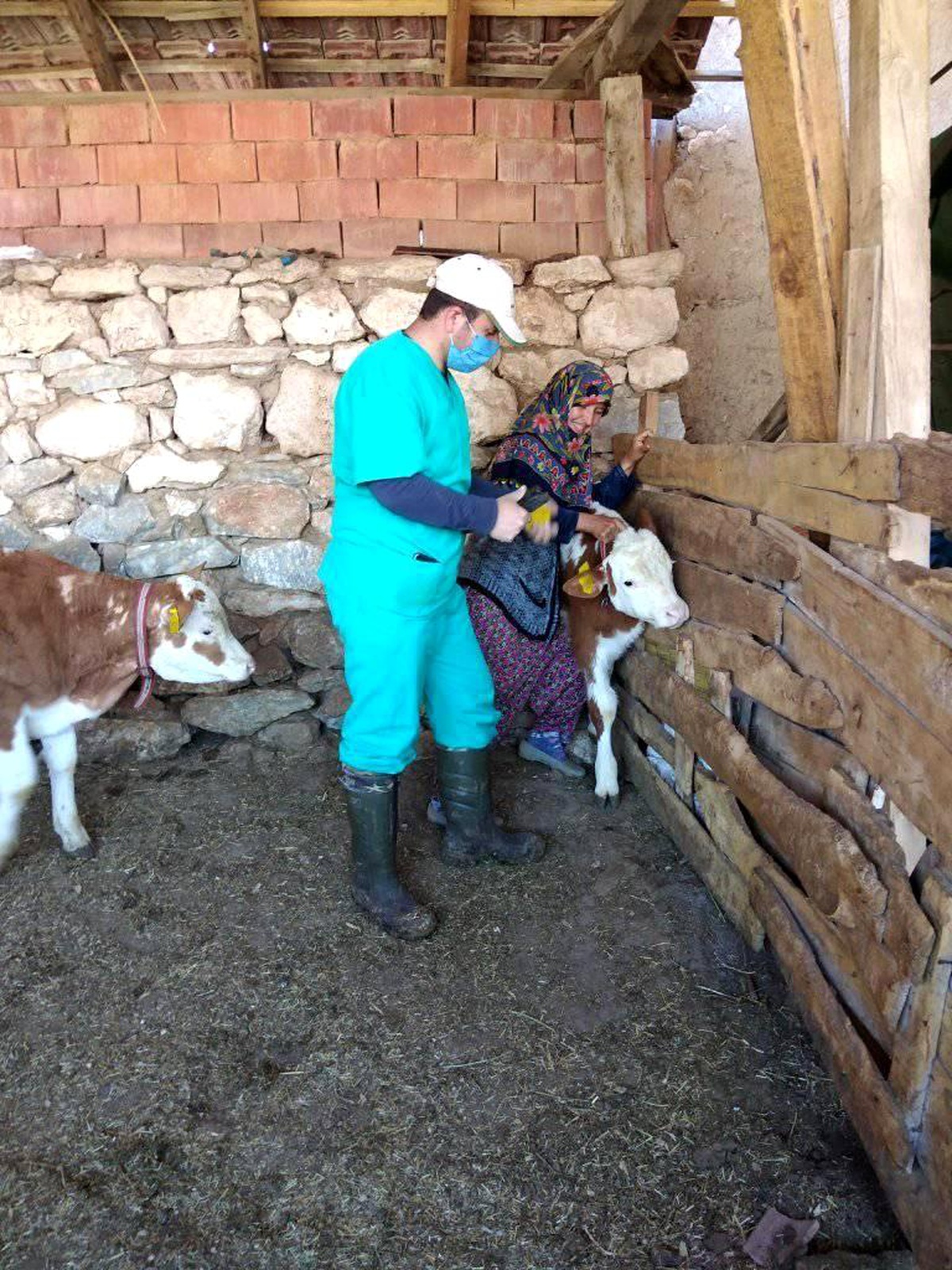 Büyükbaş hayvanlara küpeleme ve aşı çalışmaları