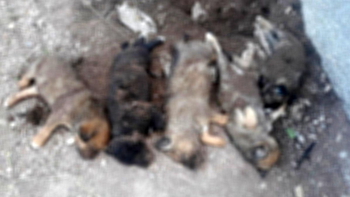 Son dakika haber: Çankırı\'da mezarlık içerisinde ölü yavru köpek iddiası