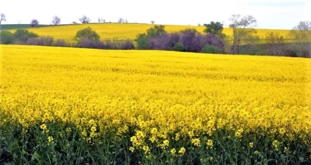 Edirne'de ilk mahsul kanola borsada satıldı