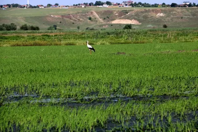 Edirne'de yağışlar çiftçinin yüzünü güldürdü