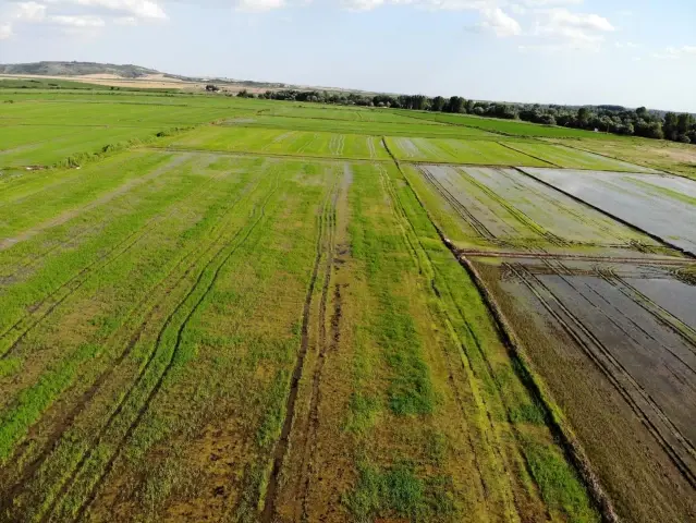 Edirne'de yağışlar çiftçinin yüzünü güldürdü