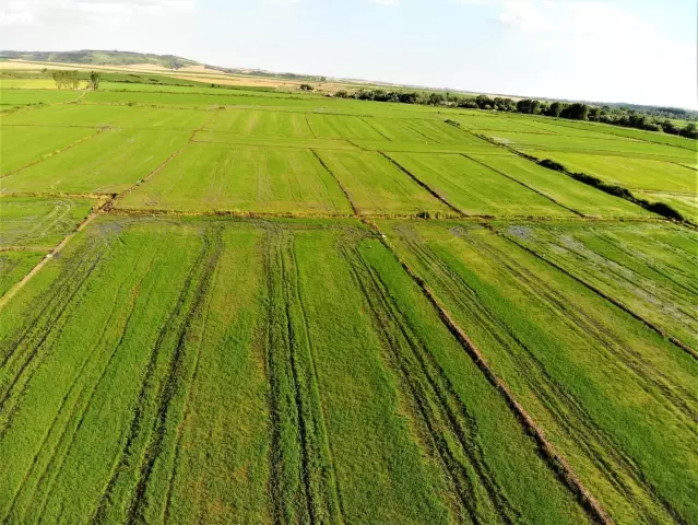 Edirne'de yağışlar çiftçinin yüzünü güldürdü