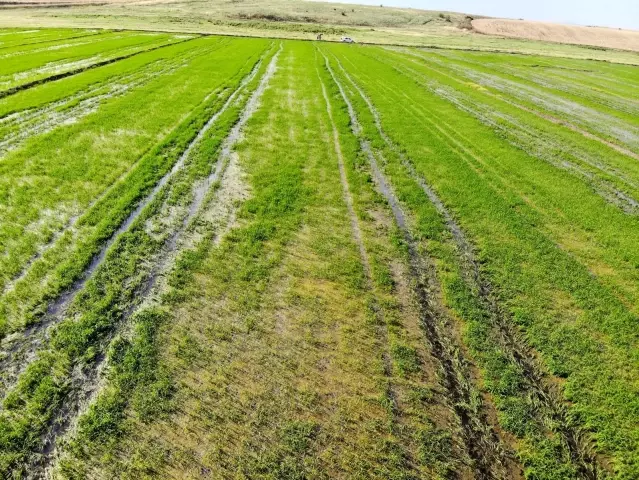 Edirne'de yağışlar çiftçinin yüzünü güldürdü