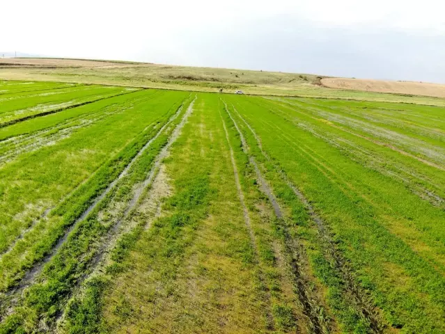 Edirne'de yağışlar çiftçinin yüzünü güldürdü