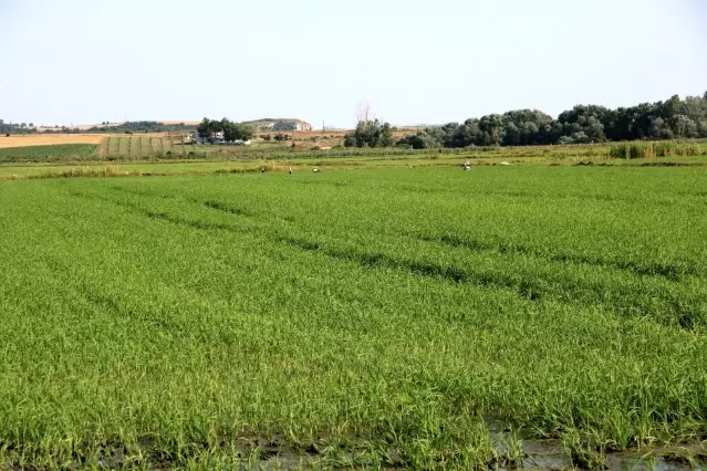 Edirne'de yağışlar çiftçinin yüzünü güldürdü