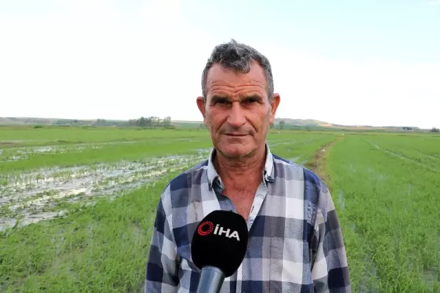 Edirne'de yağışlar çiftçinin yüzünü güldürdü