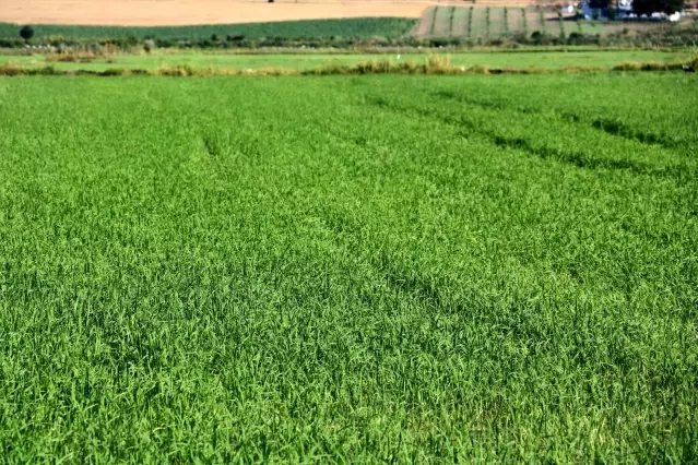 Edirne'de yağışlar çiftçinin yüzünü güldürdü