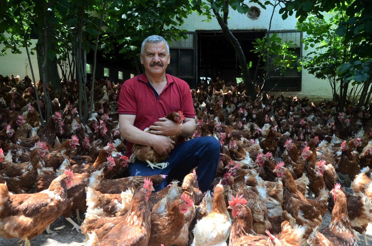 Ek gelir olarak başlamıştı, aylık yaklaşık 30 bin organik yumurta üretiyor