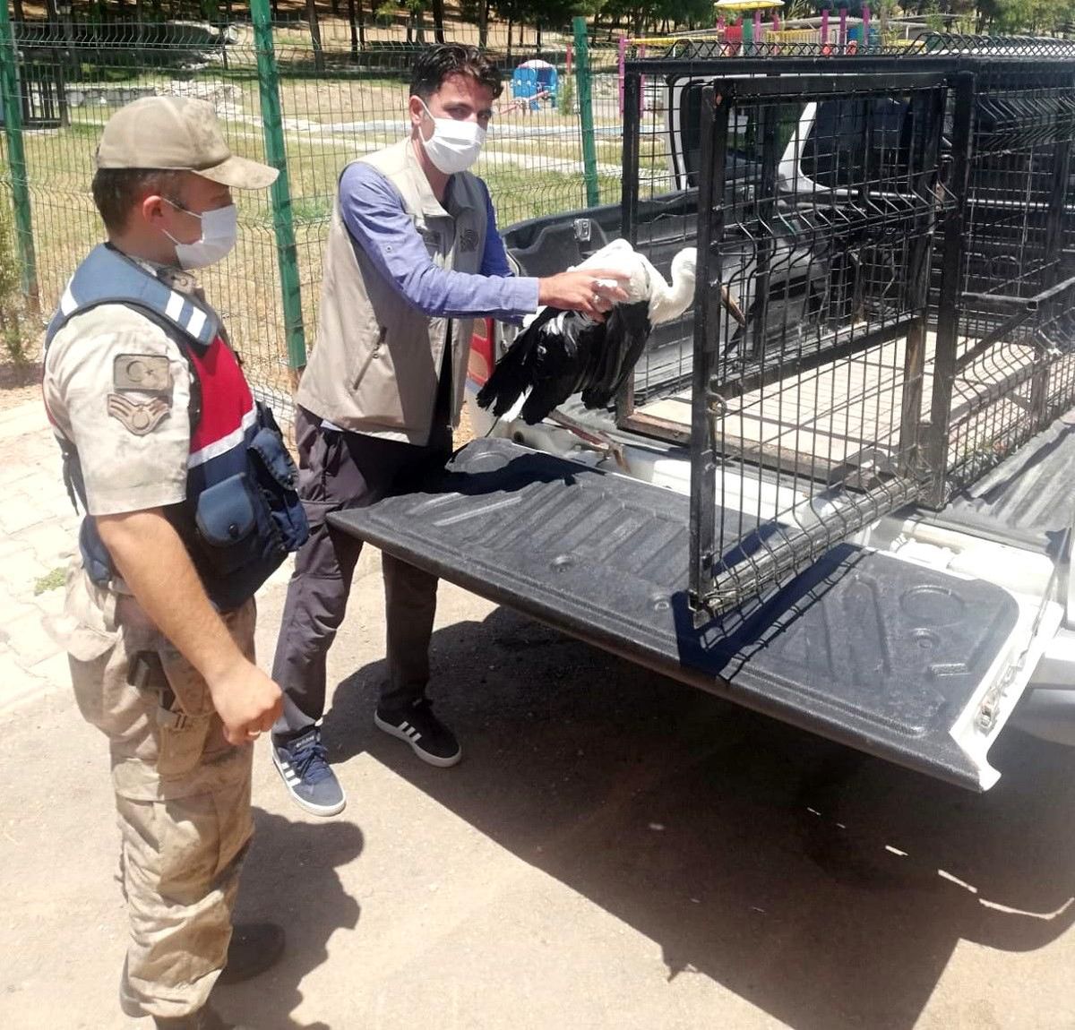 Son dakika haber... Jandarma ekipleri yaralı leyleği tedavi ettirdi
