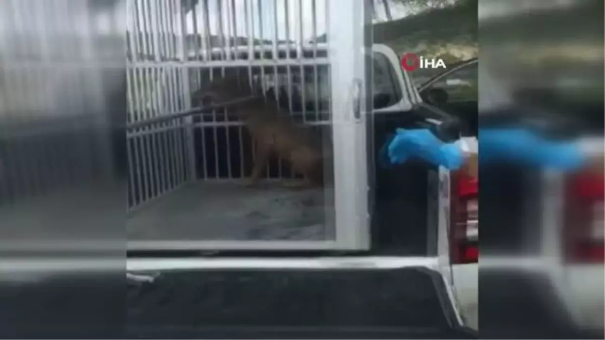 Kütahya\'da yakalanan kurt, tedavi için Afyonkarahisar\'a gönderildi