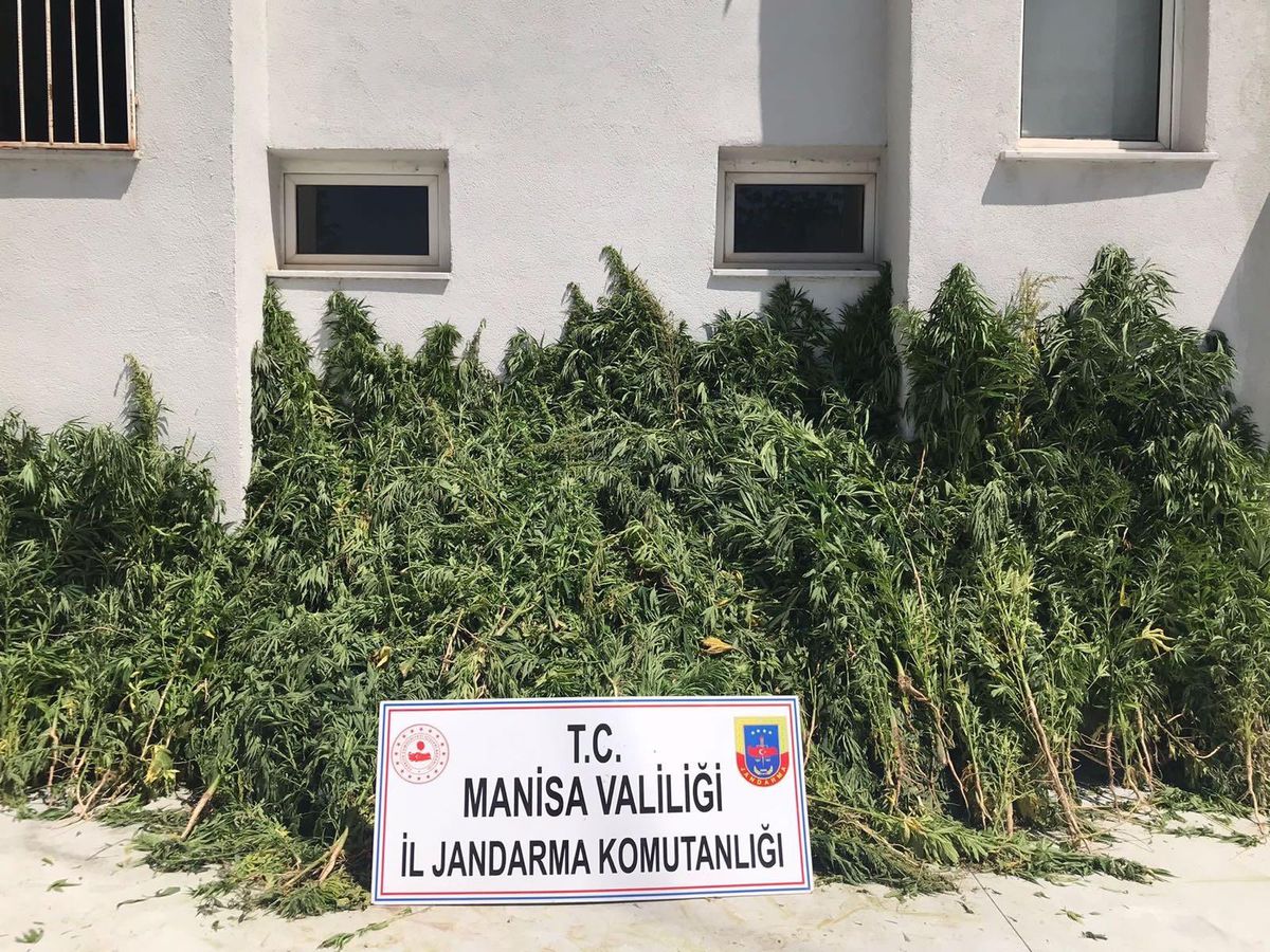 Manisa\'da 7 bin 253 kök Hint keneviri bitkisi ele geçirildi