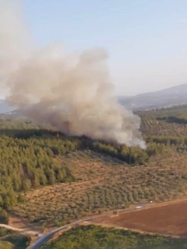 Muğla'da orman yangını başladı