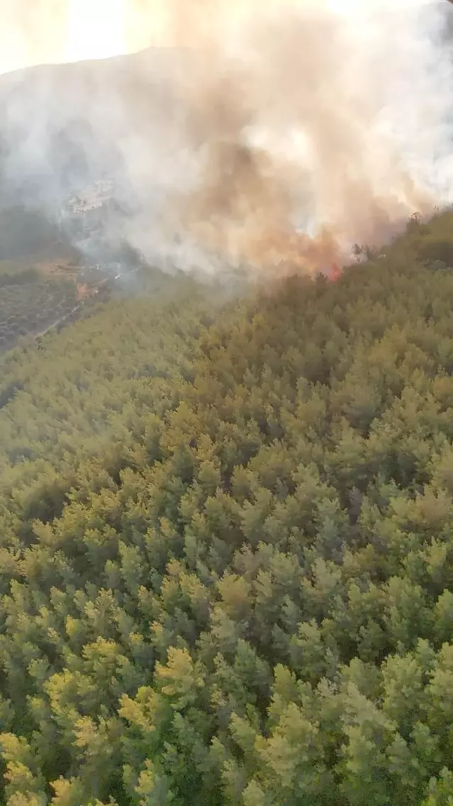 Muğla'da orman yangını başladı