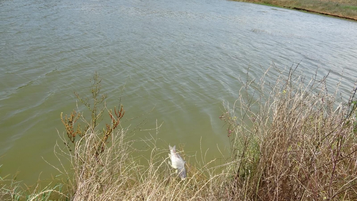 Ömerli Barajında ölen balıklar iş makineleriyle toprağa gömülüyor