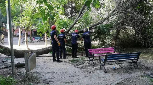 20 yıllık ağaç bir anda devrildi, vatandaşlar korkuyla kaçıştı! Parkta panik anları