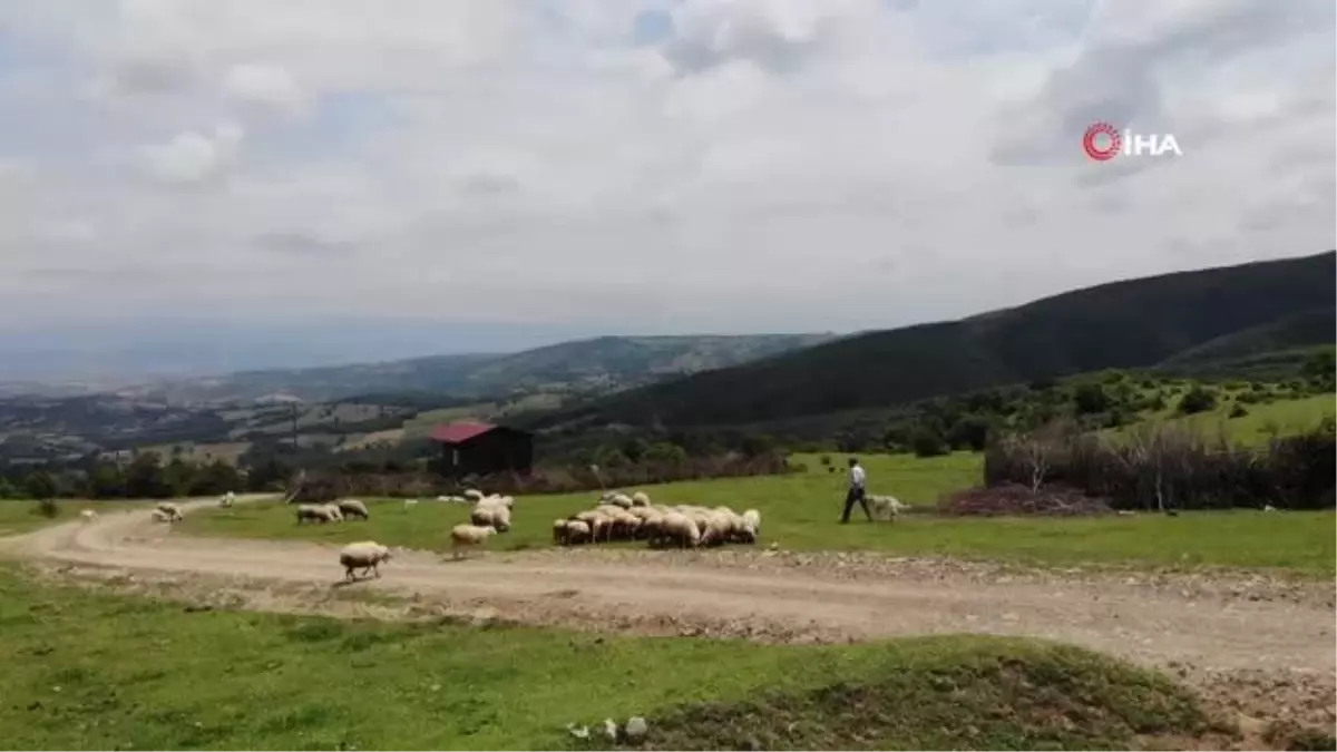 \'Sertifikalı çoban\' olmak isteyenlerden sürü yönetimi kursuna yoğun ilgi