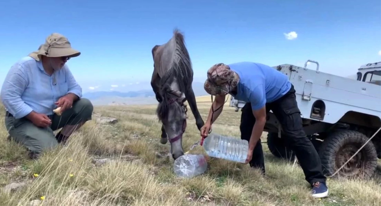 Yuları kayaya dolanan at, 20 sonra amatör telsizciler tarafından kurtarıldı