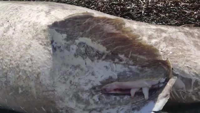 Datça'da sahilde ölü köpekbalığı bulundu