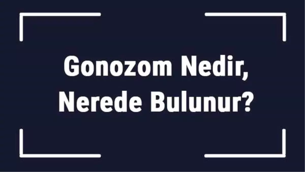 Gonozom Nedir, Nerede Bulunur? Gonozom Sayısı Nasıl Bulunur?
