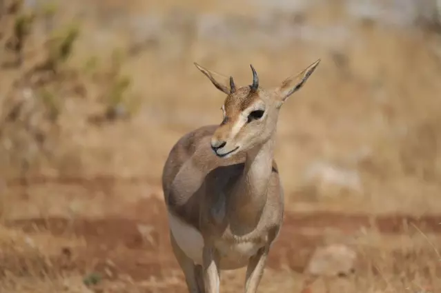 HBB Başkanı Savaş, Dağ Ceylanlarının yaşam alanının korunmasını istedi