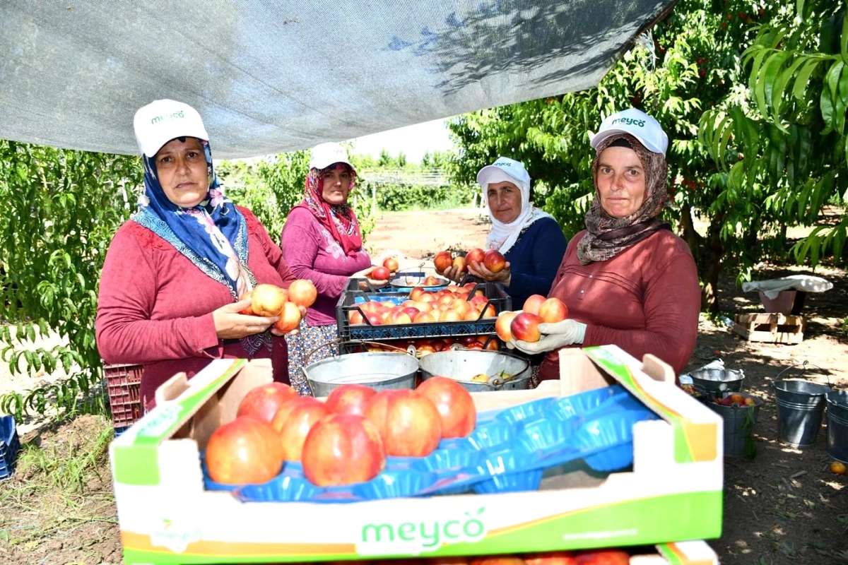 İznik\'te nektarin hasadı şenlik ile başladı