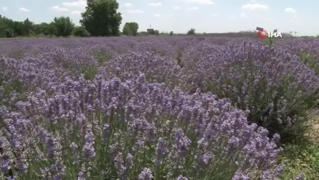 Kilosu 800 liradan satılan lavanta yağının hasadına başlandı Kilosu 800 liradan satılan lavanta yağının hasadına başlandı