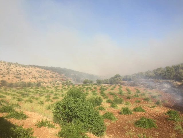 Son dakika haber | Ömerli'de orman yangını çıktı