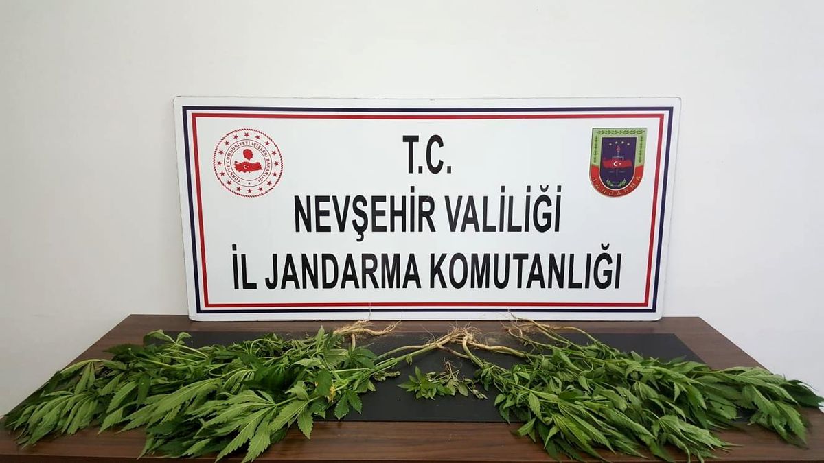 Ürgüp\'te 22 kök kenevir bitkisi ele geçirildi