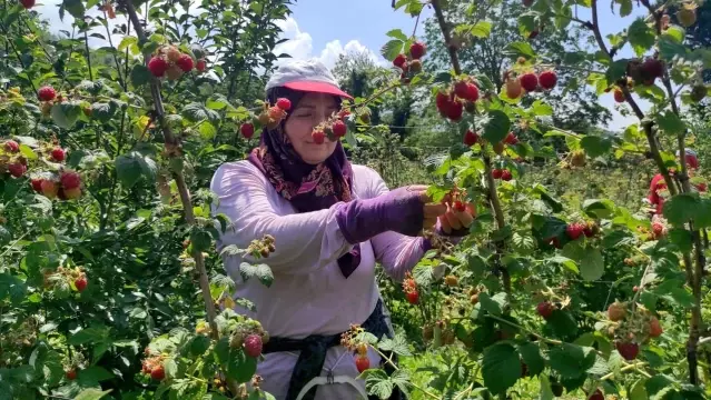 Bursa'da ahududu hasadı başladı