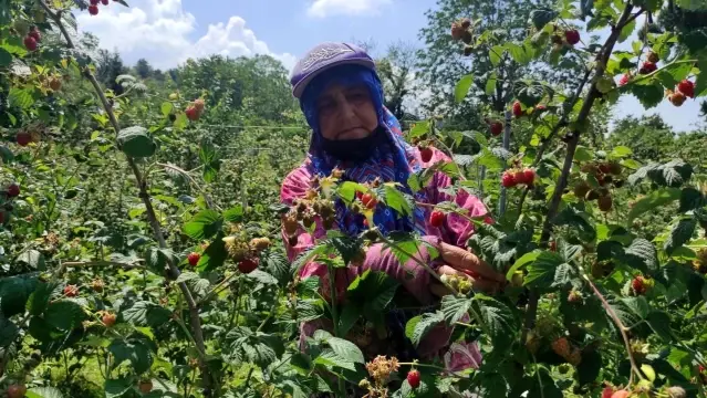 Bursa'da ahududu hasadı başladı