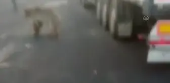 Bozayının saldırdığı keçiyi kurtarmak için vatandaşlar seferber oldu