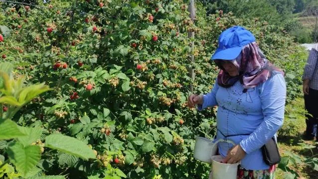 Bursa'da ahududu hasadı başladı