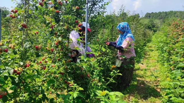 Bursa'da ahududu hasadı başladı