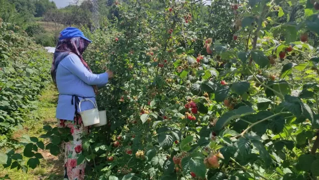 Bursa'da ahududu hasadı başladı