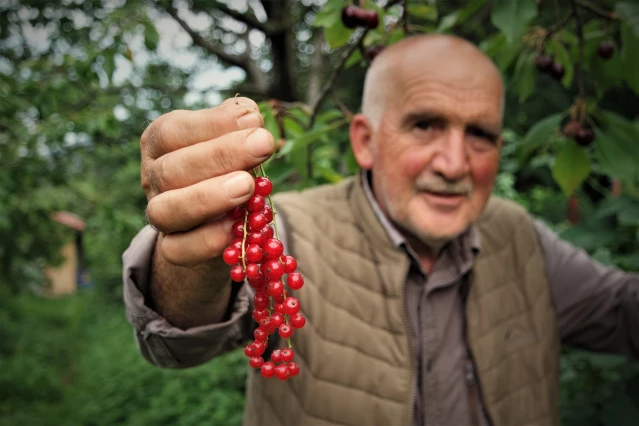 Bursa'nın Osmanlı köyü nde ekonomik getirisi yüksek meyveler üretiyor