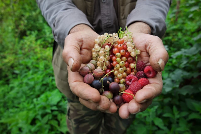 Bursa'nın Osmanlı köyü nde ekonomik getirisi yüksek meyveler üretiyor
