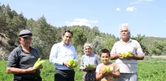 Coğrafi işaretli Kale biberinde ilk hasat yap başladı