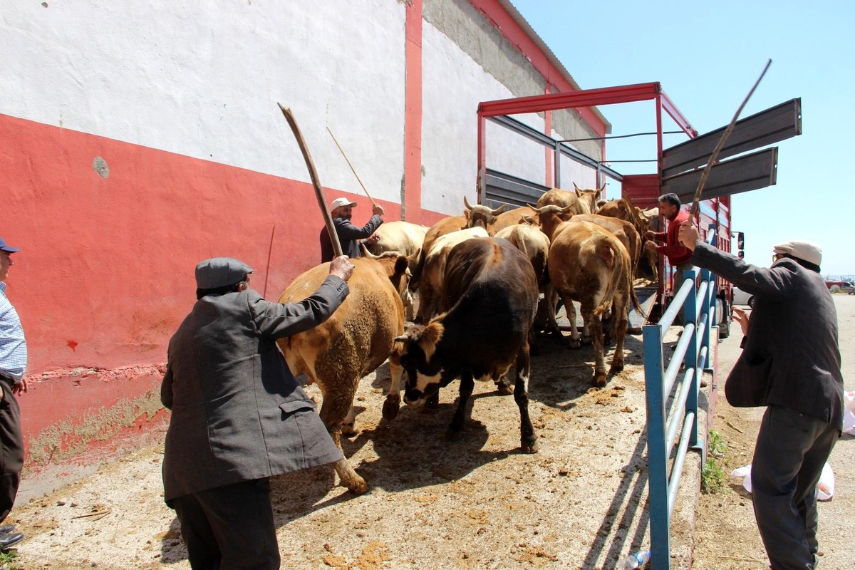 Erzurum\'dan batı illerine kurbanlık sevkiyatı başladı