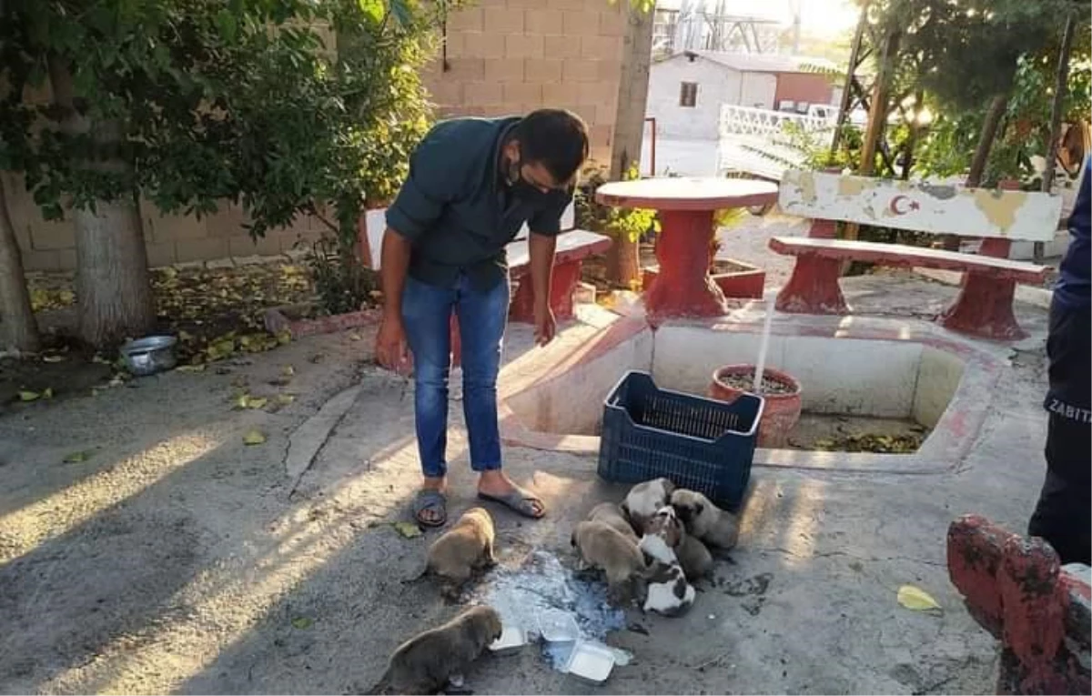 Mersin\'de çalılıklarda mahsur kalan köpek yavruları kurtarıldı