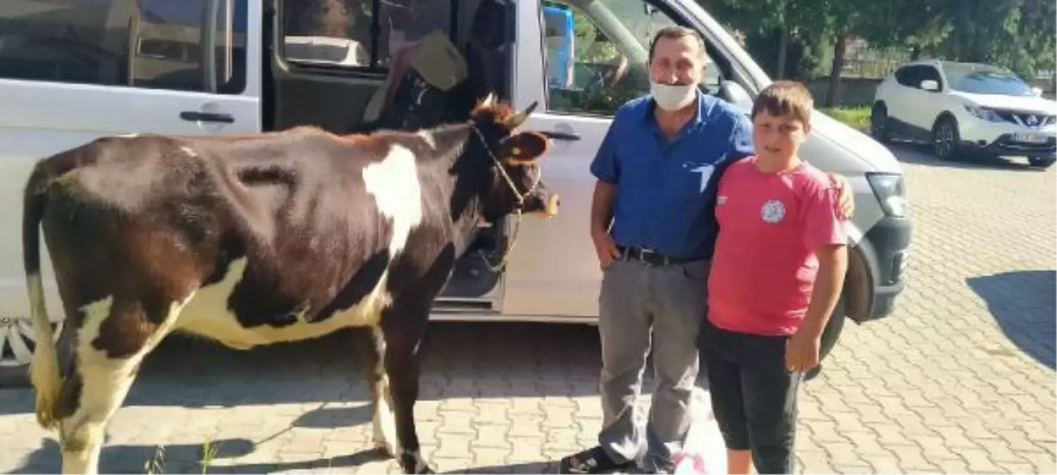 POLİSİN DURDURDUĞU ARAÇTAN, ÇALINAN GEBE İNEK ÇIKTI