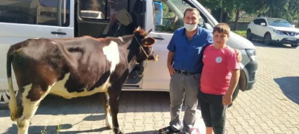 POLİSİN DURDURDUĞU ARAÇTAN, ÇALINAN GEBE İNEK ÇIKTI