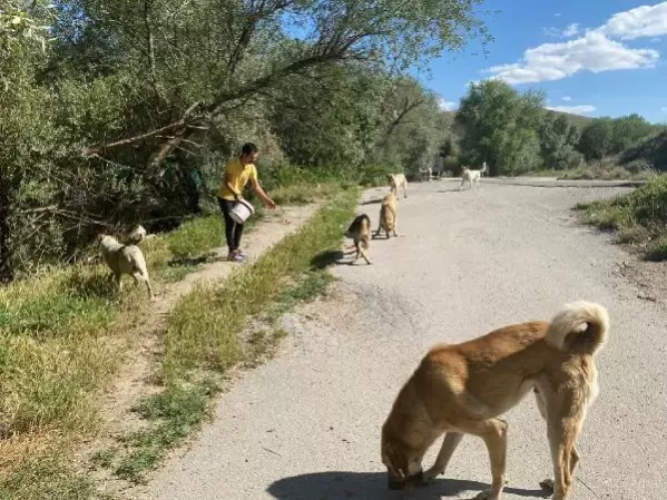 SOKAK HAYVANLARI İÇİN RESTORANLARDA ÜCRETSİZ ÇALIŞIYOR