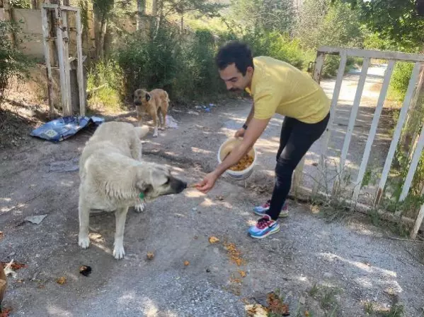 SOKAK HAYVANLARI İÇİN RESTORANLARDA ÜCRETSİZ ÇALIŞIYOR