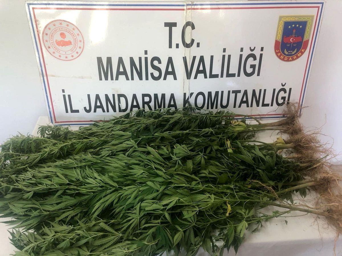 Turgutlu\'da jandarma ekiplerinden kenevir operasyonu